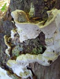 Heterobasidion abietinum
