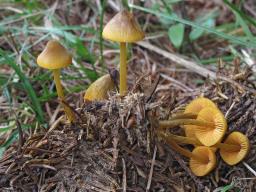 Mycena aurantiomarginata