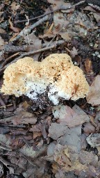 Ramaria flava