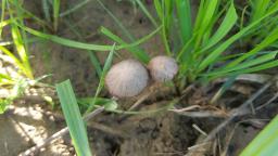 Psathyrella panaeoloides
