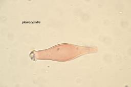 Inocybe geophylla