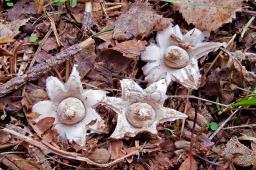 Geastrum elegans