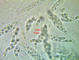 Natantiella ligneola