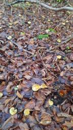 Tricholoma sulphureum