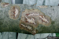 Hylesinus varius