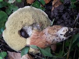 Hortiboletus rubellus