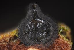 Navicella pileata