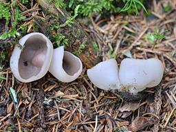 Pachyella celtica