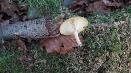 Tricholomopsis ornata