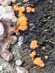Dacrymyces stillatus