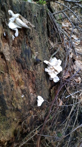 Osteina obducta
