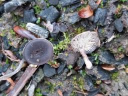 Faerberia carbonaria