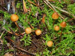 Galerina atkinsoniana