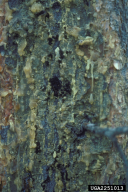Atropellis piniphila