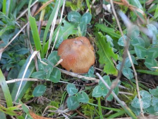 Hygrocybe conica