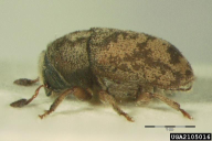 Hylesinus varius