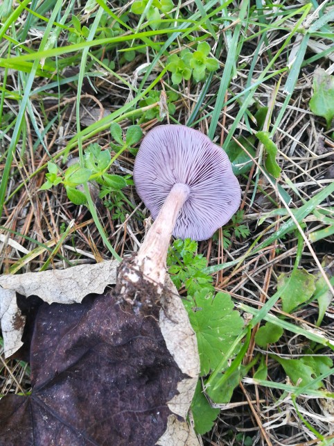 Collybia sordida