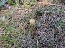 Conocybe vexans