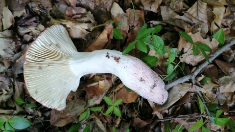 Russula rosea
