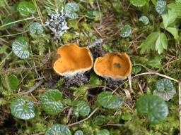 Caloscypha fulgens