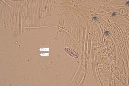 Poculum firmum