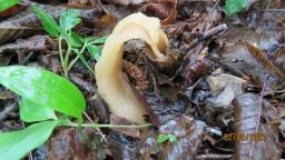 Morchella semilibera