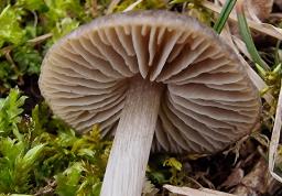 Entoloma plebeioides