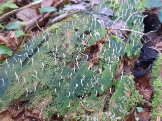 Multiclavula mucida