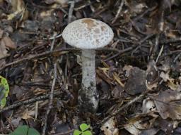 Amanita lepiotoides