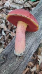 Rubroboletus dupainii