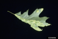 Taphrina caerulescens