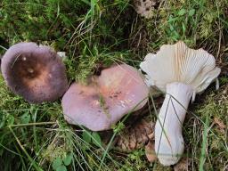 Russula ionochlora