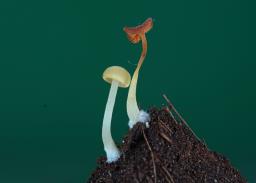 Lactocollybia epia