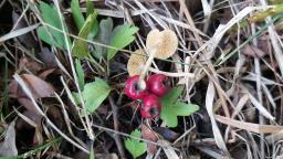Tubaria dispersa