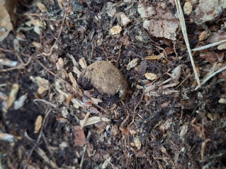 Elaphomyces granulatus