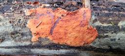Atheliachaete sanguinea