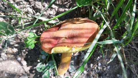 Hortiboletus rubellus