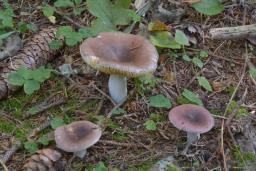 Russula firmula
