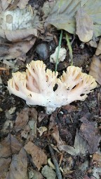 Ramaria formosa