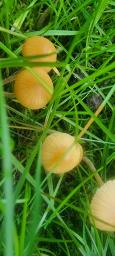 Galerina clavata