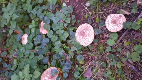 Echinoderma asperum