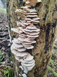 Trametes pubescens