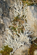 Thamnolia vermicularis subsp. vermicularis