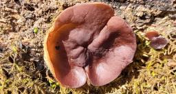 Pachyella aquatilis