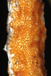 Epichloë typhina