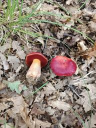 Rubroboletus dupainii