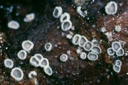 Lachnella alboviolascens