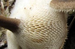 Lentinus arcularius