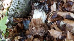 Maublancomyces ticinianus