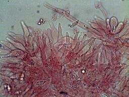 Hemimycena cucullata